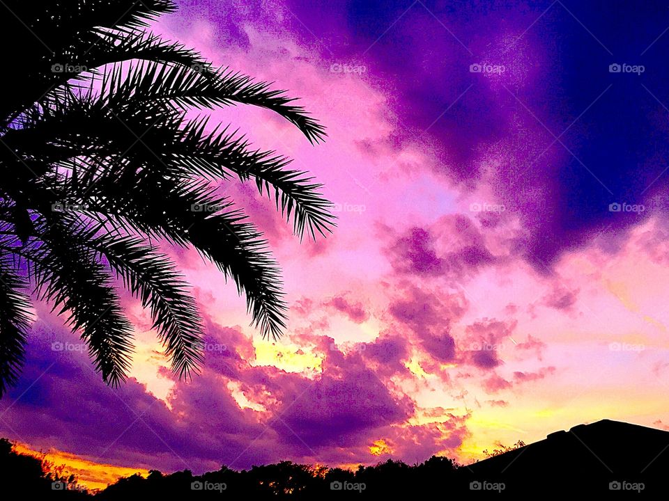 Florida night sunset behind palm tree silhouette 