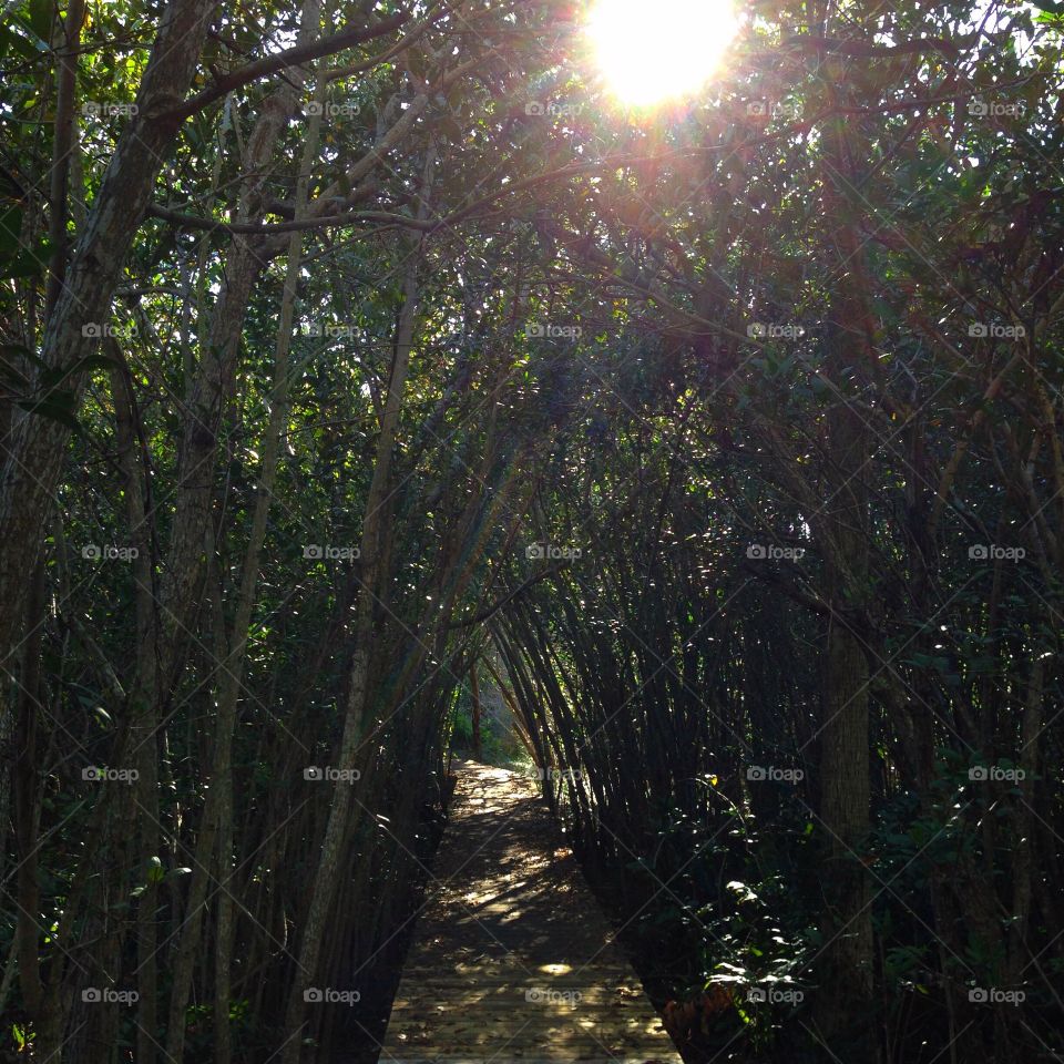 Bright sun sending rainbow light rays onto a boardwalk through a tropical jungle.