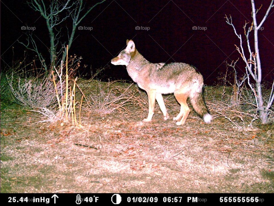 coyote caught