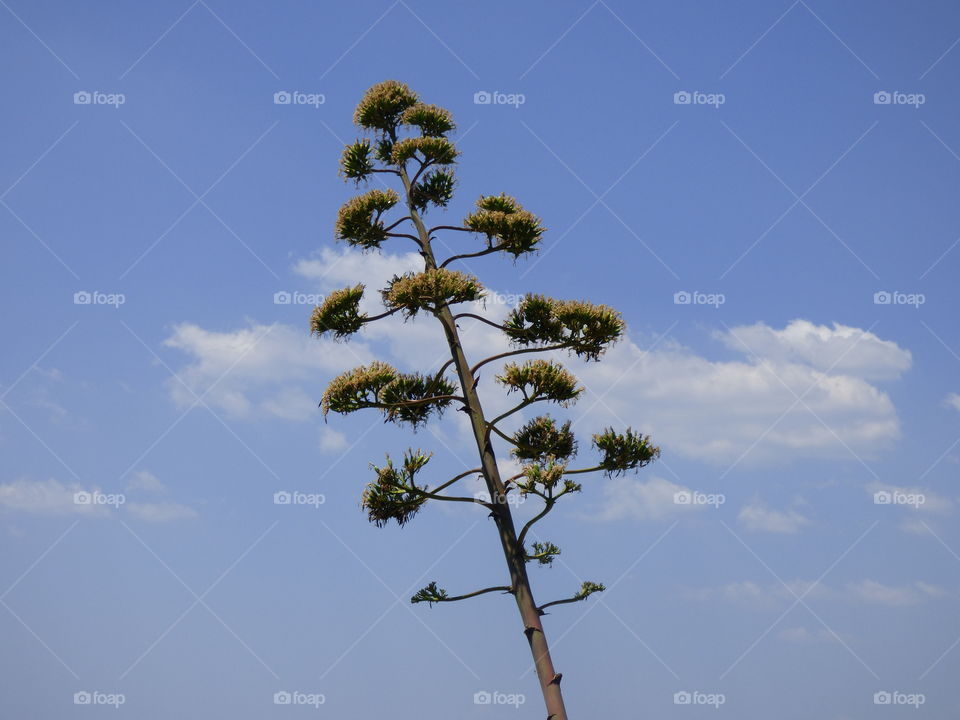 Tree & Sky