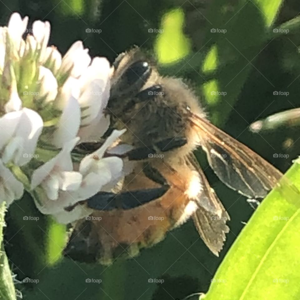 Worker bee, old honeybee, clover, bee