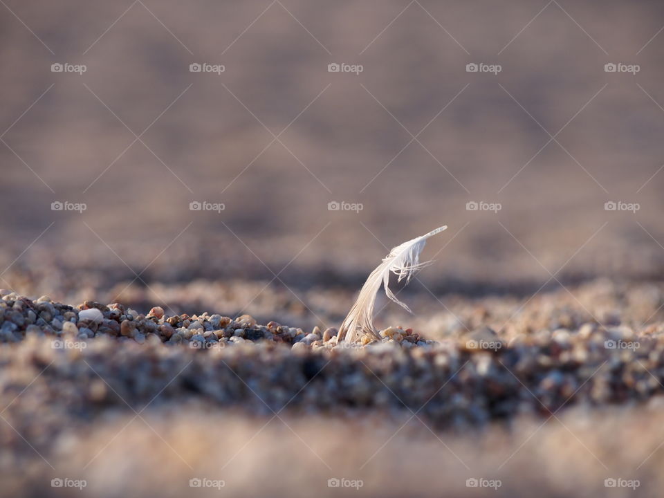 Feather stuck in beach sand