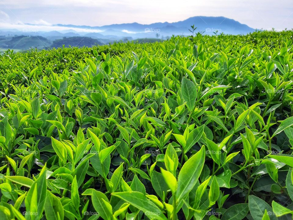 Green tea in the morning