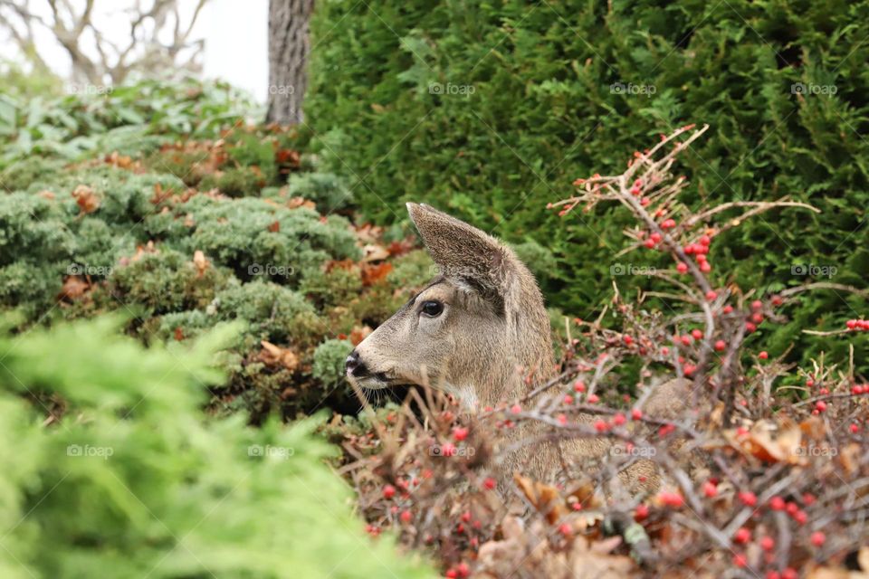 Young fawn in the bushes , head up and ears in alert as I approached closely to take the shot .. they want to hear gentle voice and will pose for you - if you are lucky …