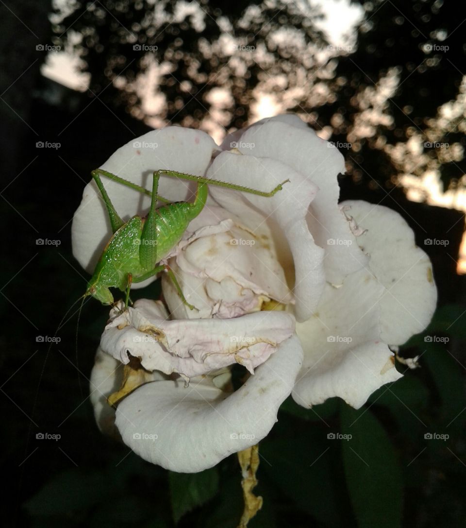 Insect & rose