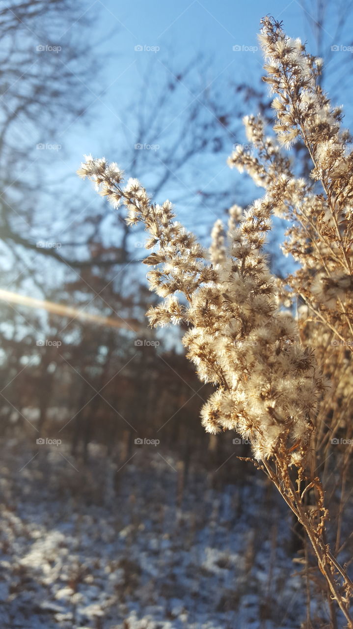 frozen wildflower