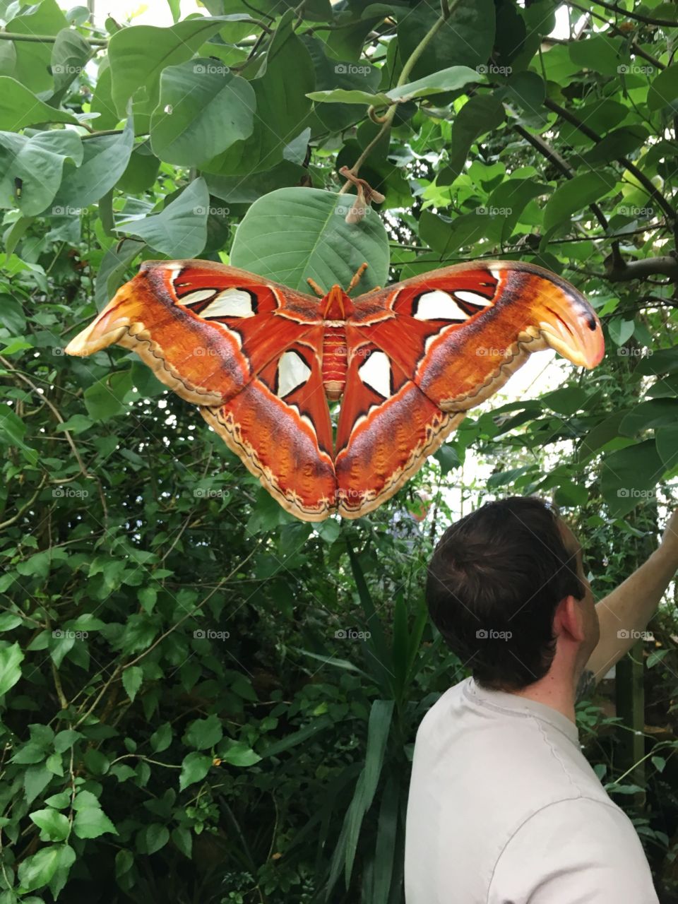 Massive Moth 