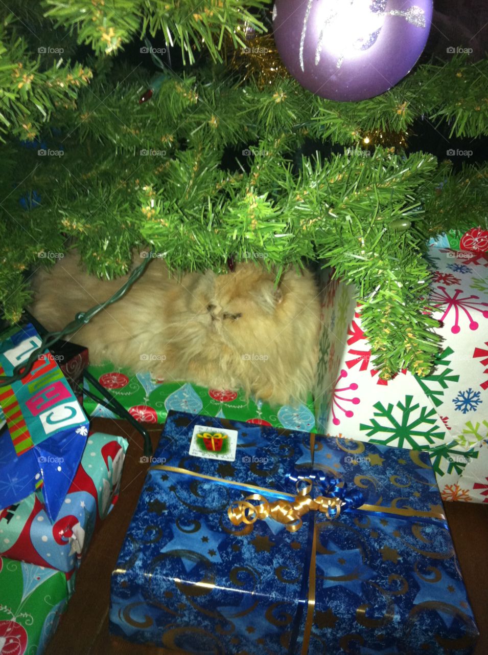 Our Persian cat guarding the Christmas presents under the tree.