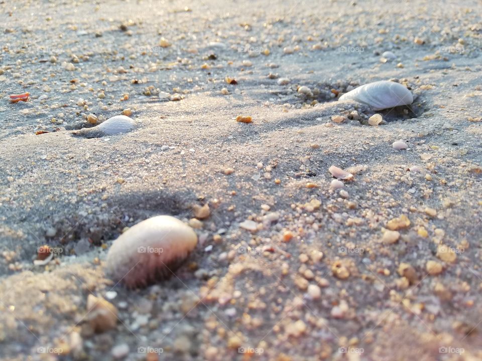 Sable et coquillage