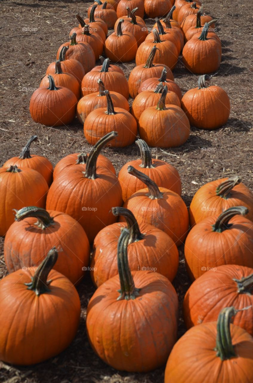 Pumpkins for sale on field