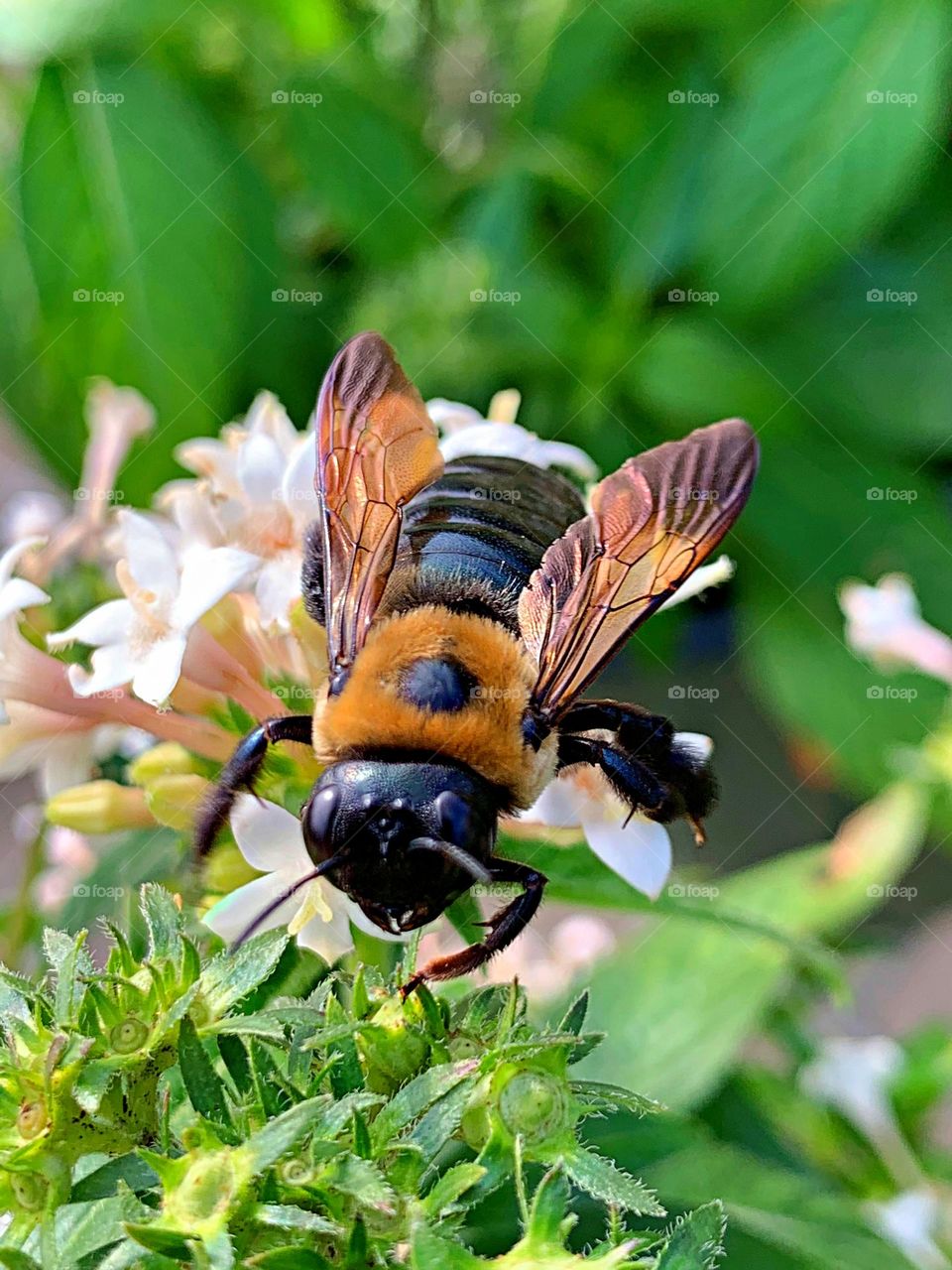 A large Carpenter bee pollinating a white flower early in the morning - Carpenter bees are important pollinators of many flowering plants found in our gardens, natural areas, and on farms