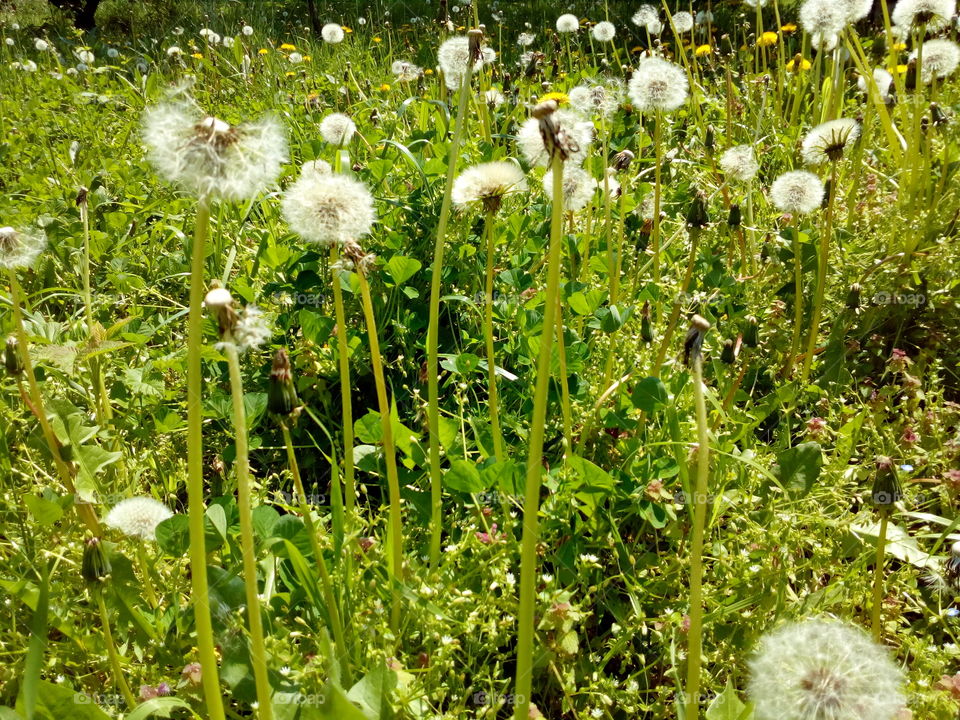 dandelion field #2