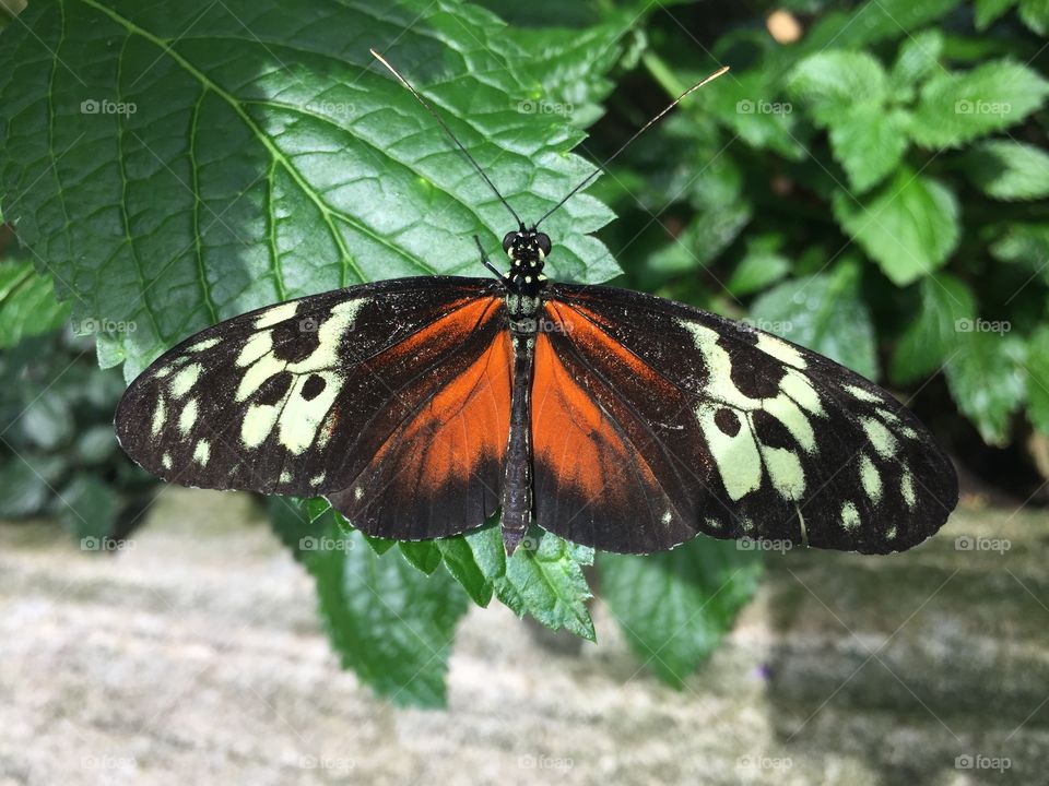 Beautiful butterfly.