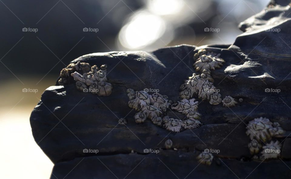 Beach rock and small creatures