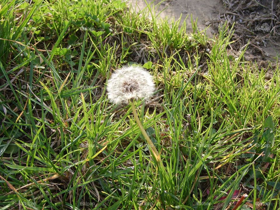 dandelion