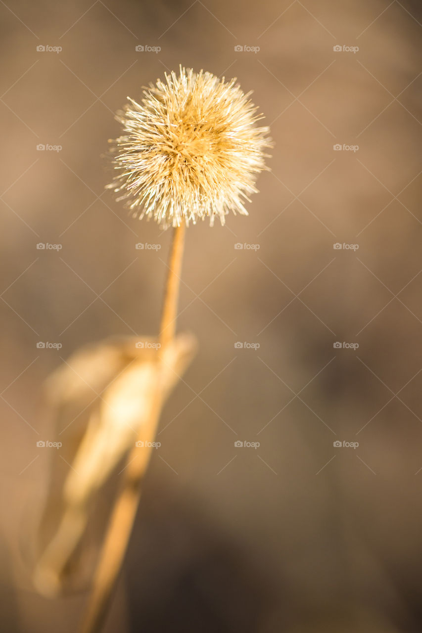 Rule of thirds and negative space applies in this composition. Photo of dried flower with leaf in the sunlight.