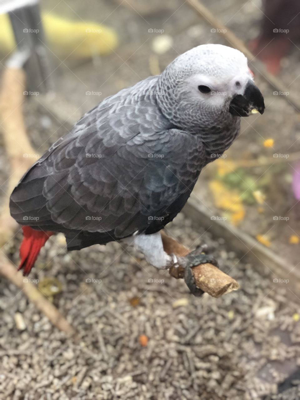 Amazon Grey Parrot 
