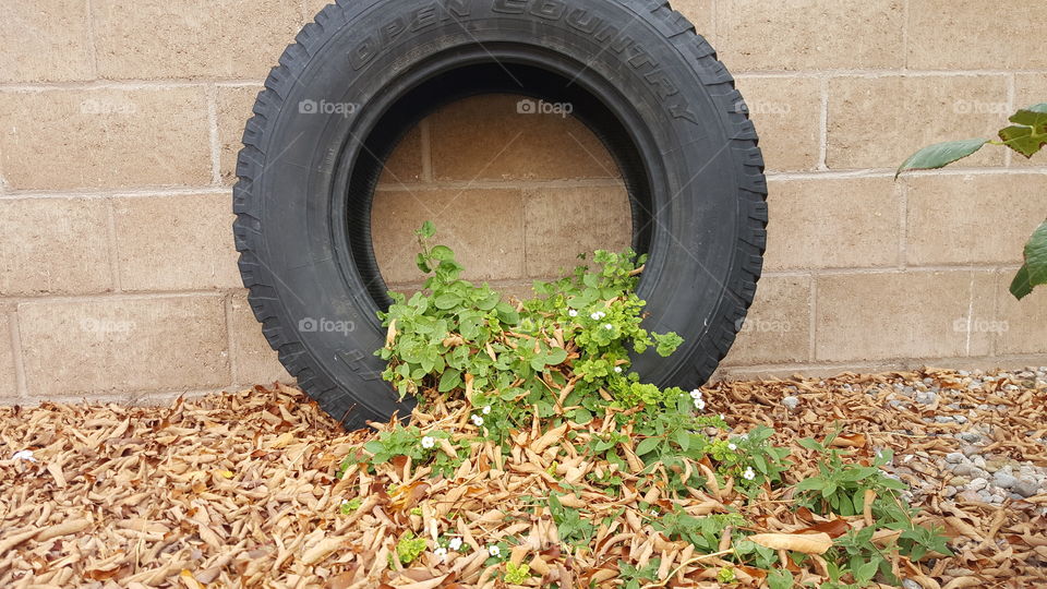 Creative planting in a tire.  Green growth in a tire in yard