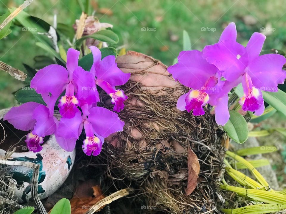 My Orchid