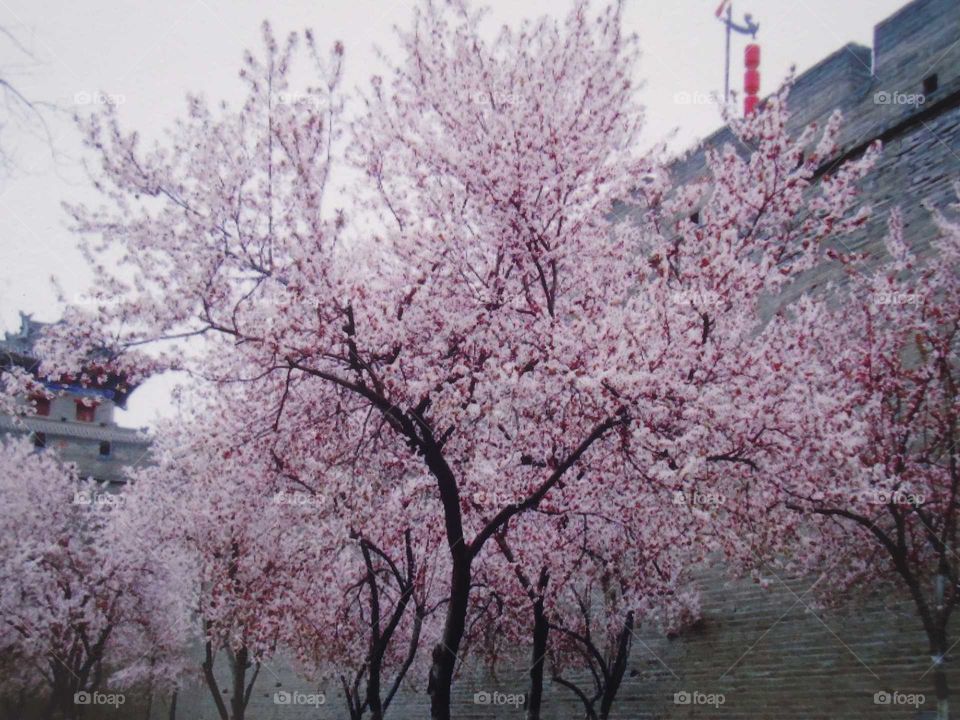 wall with cherry tree