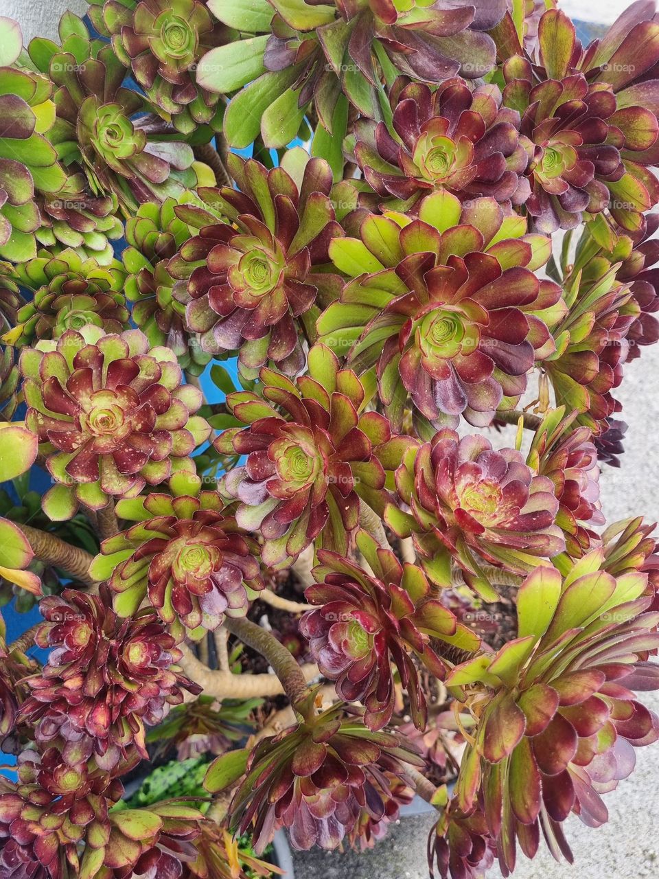 Green and red flowers, perfect combination