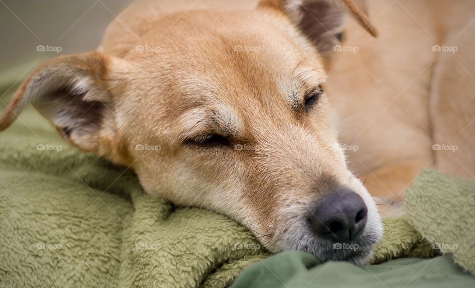 Head shot of medium sized beige dog snoozing on green blankets