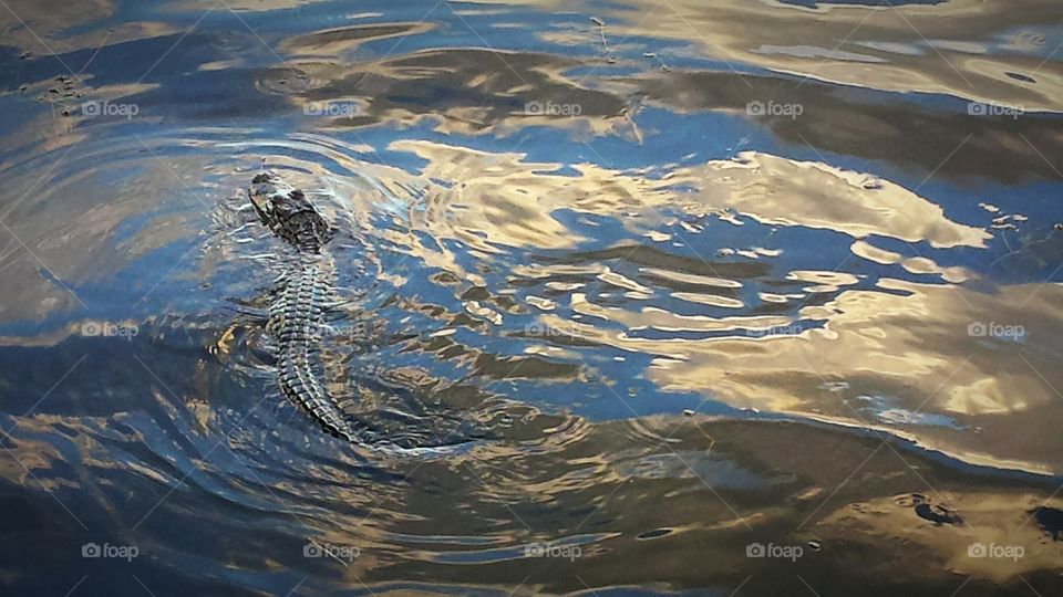 Alligator in reflective water