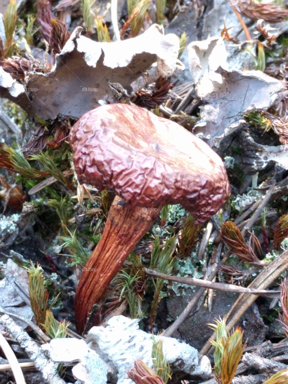 dried out mushroom