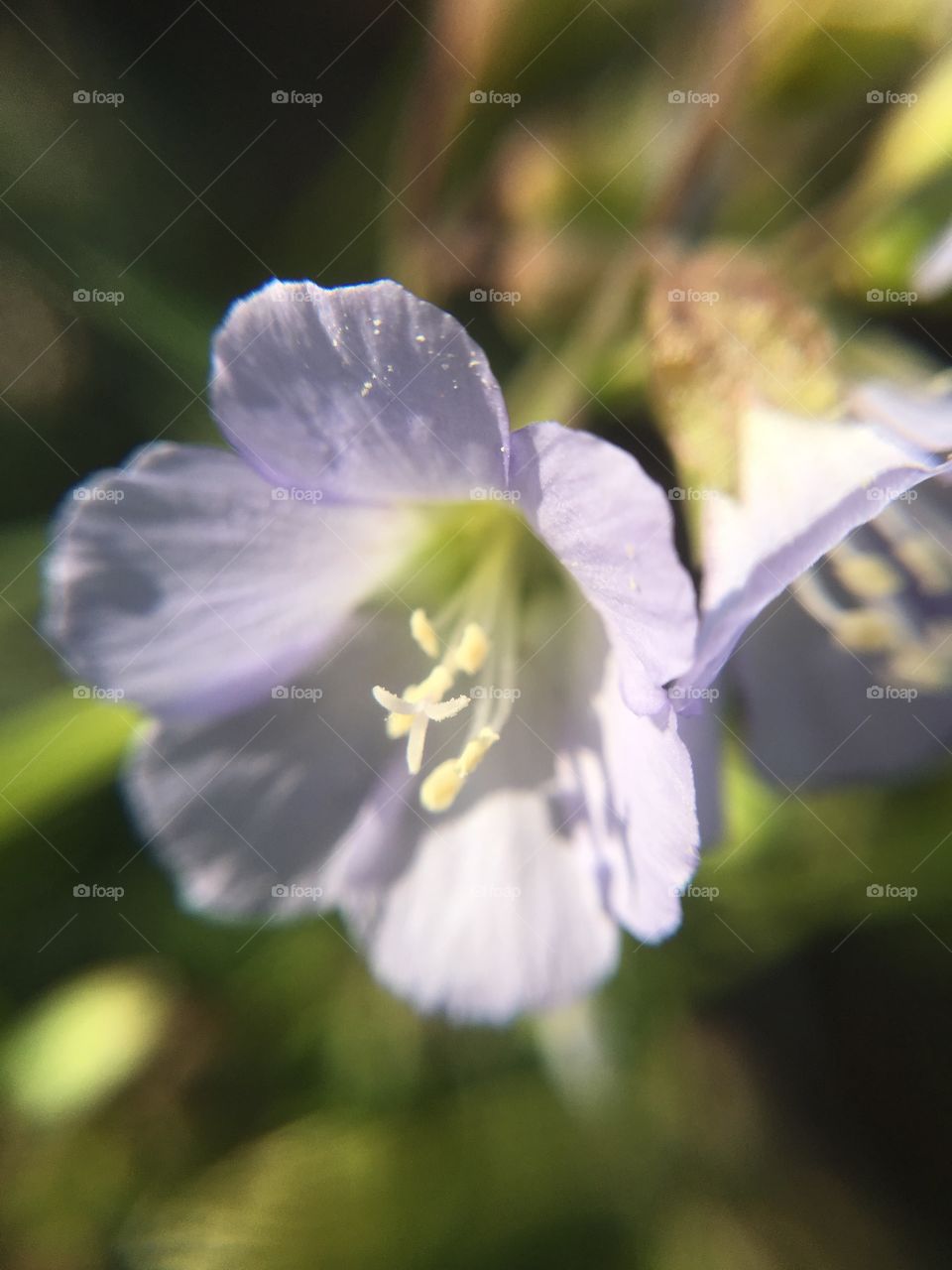 Purple flower in sunlight