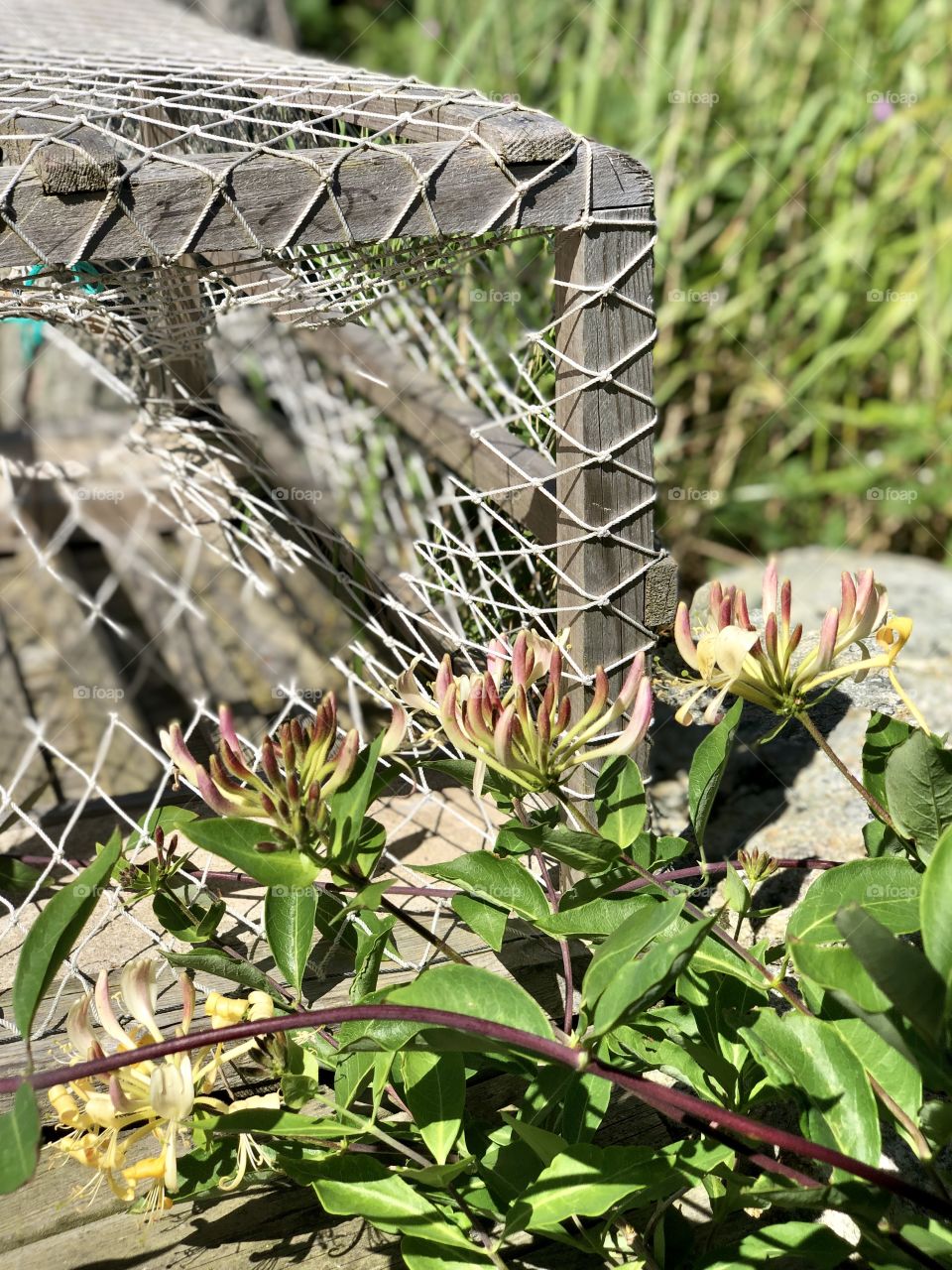 lobster pot and honeysuckle rose 