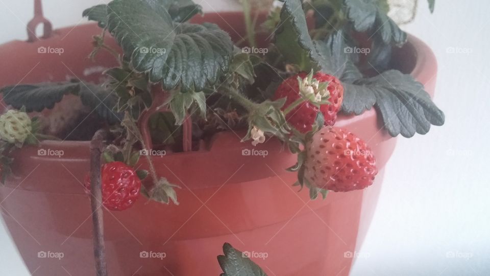 strawberry. strawberry in my garden