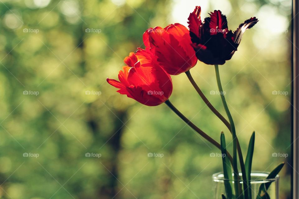 Red and black tulip in spring