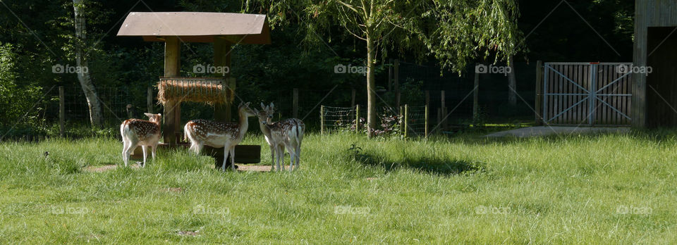 Deers in a park in Antwerp