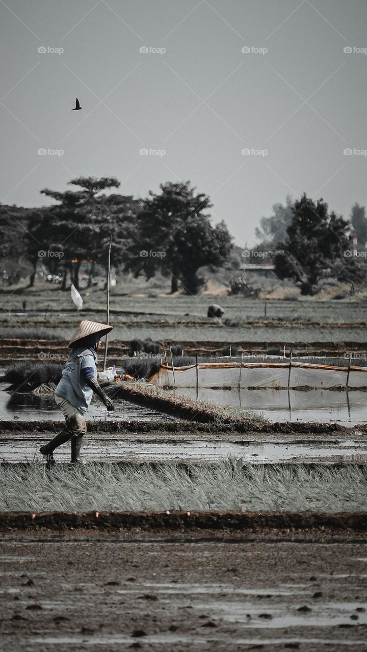 Farming is one of the livelihoods of the Indonesian people