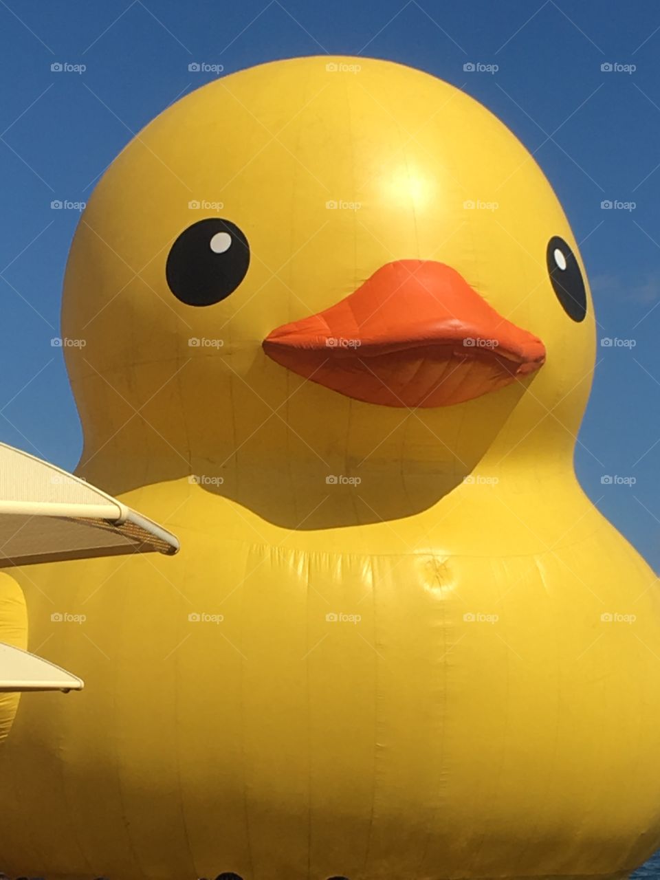 Giant duck at Harbourfront