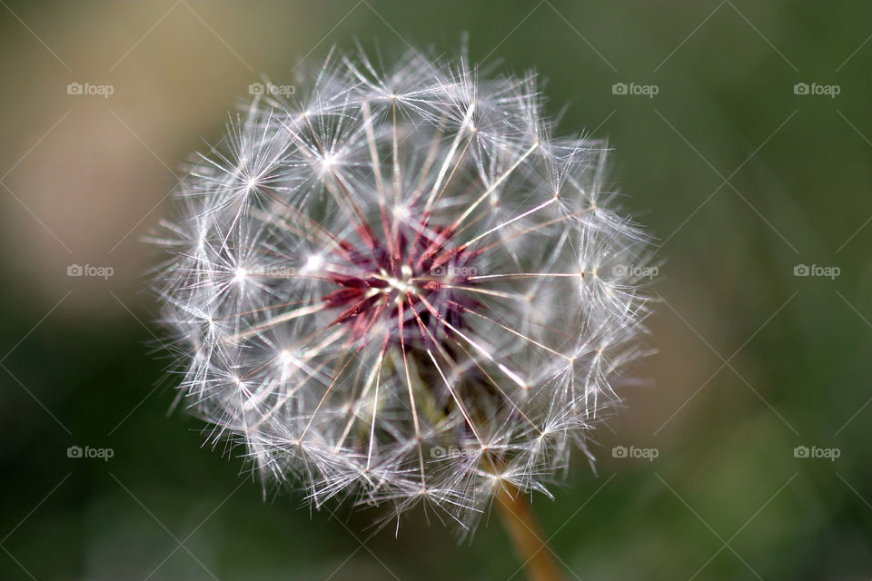 Dandelion