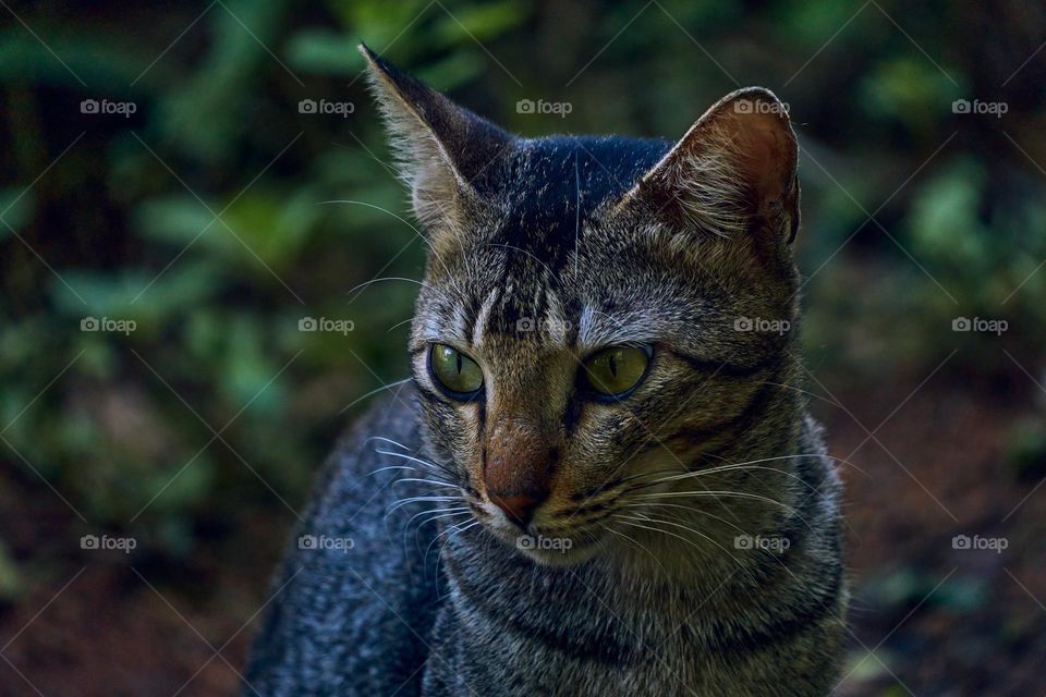 Egyptian  mau - domestic cat  - closeup look