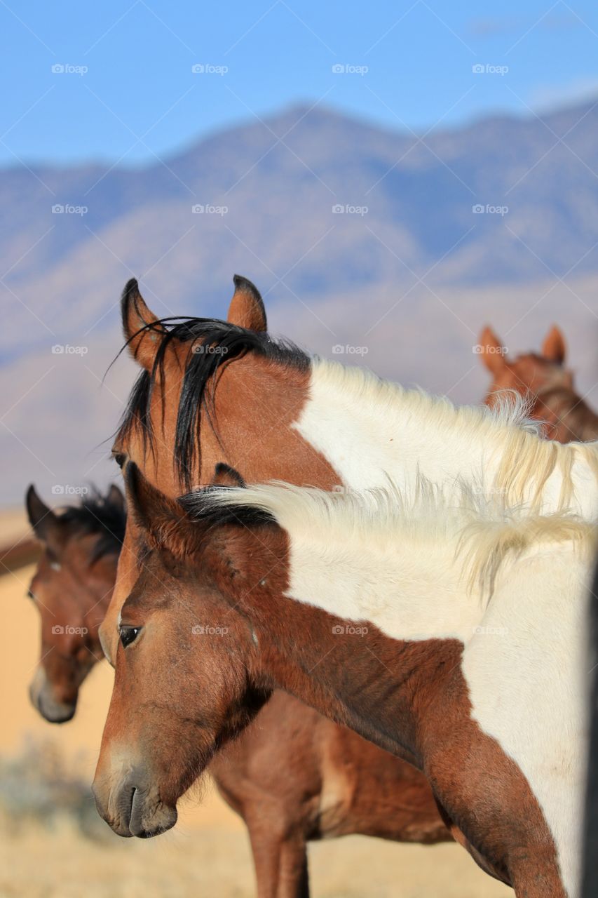 Band or herd of wild Paint and Pinto Mustang horses in the Sierra Nevadas 