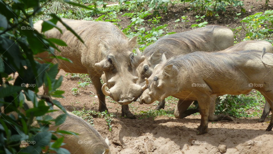 Warthogs