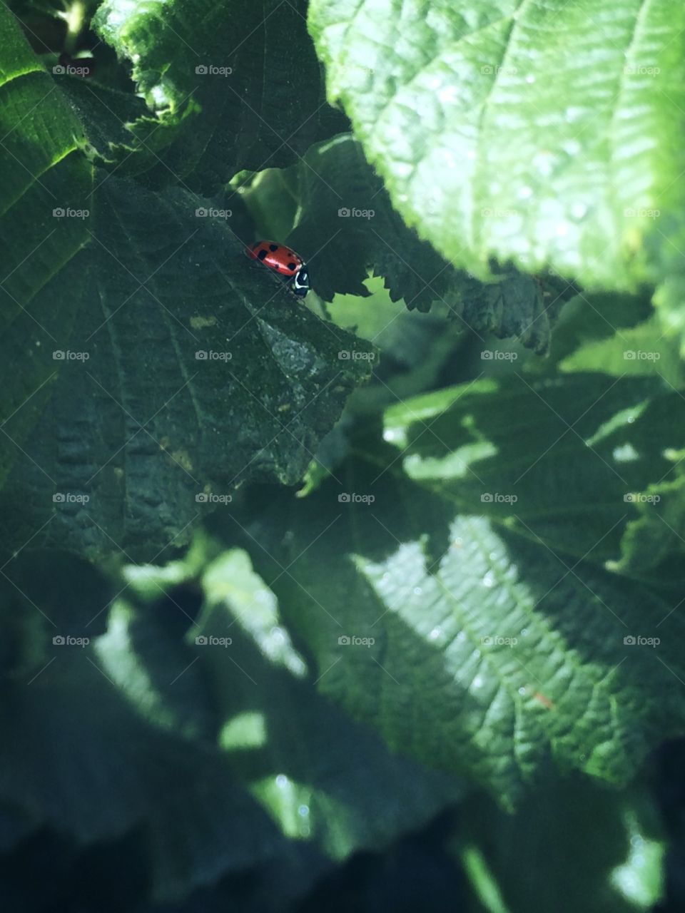 Ladybug . Ladybug on leaf