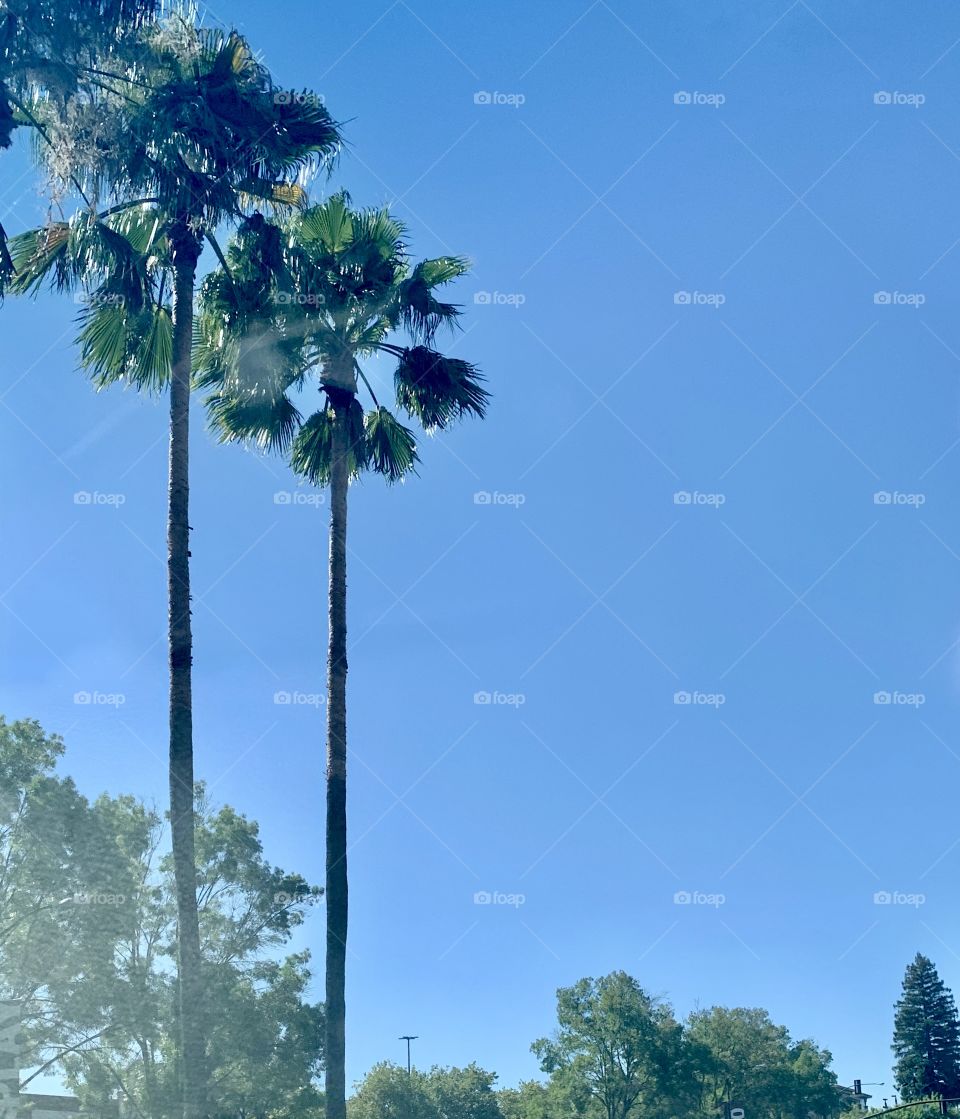 Palm trees and blue skies USA , America 