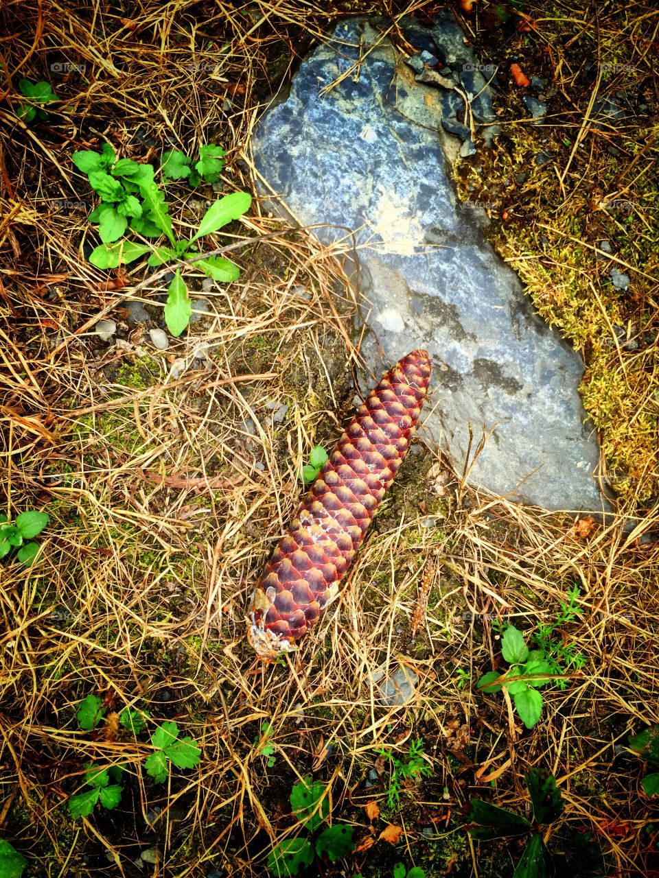 Fallen Pinecone