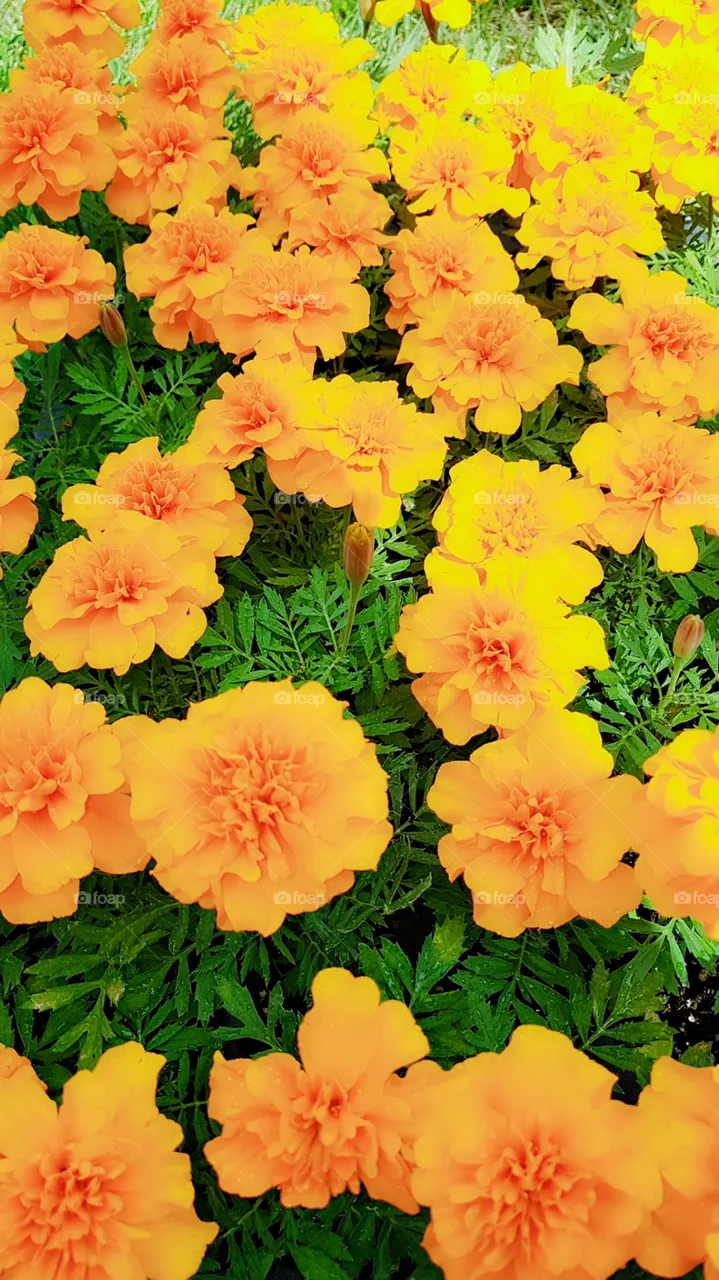 flowers