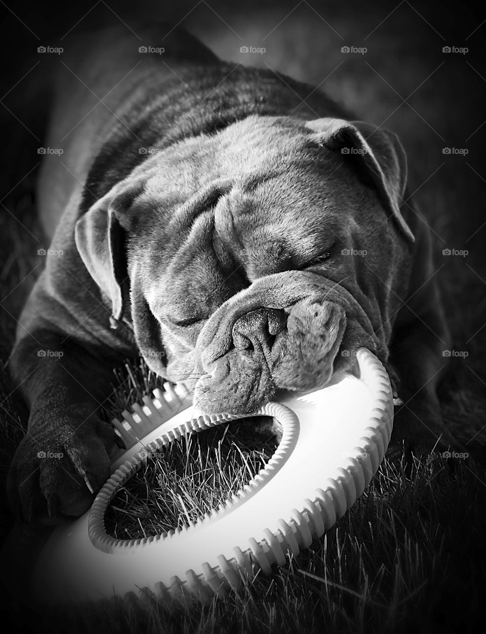 Black and white bulldog with frisbee