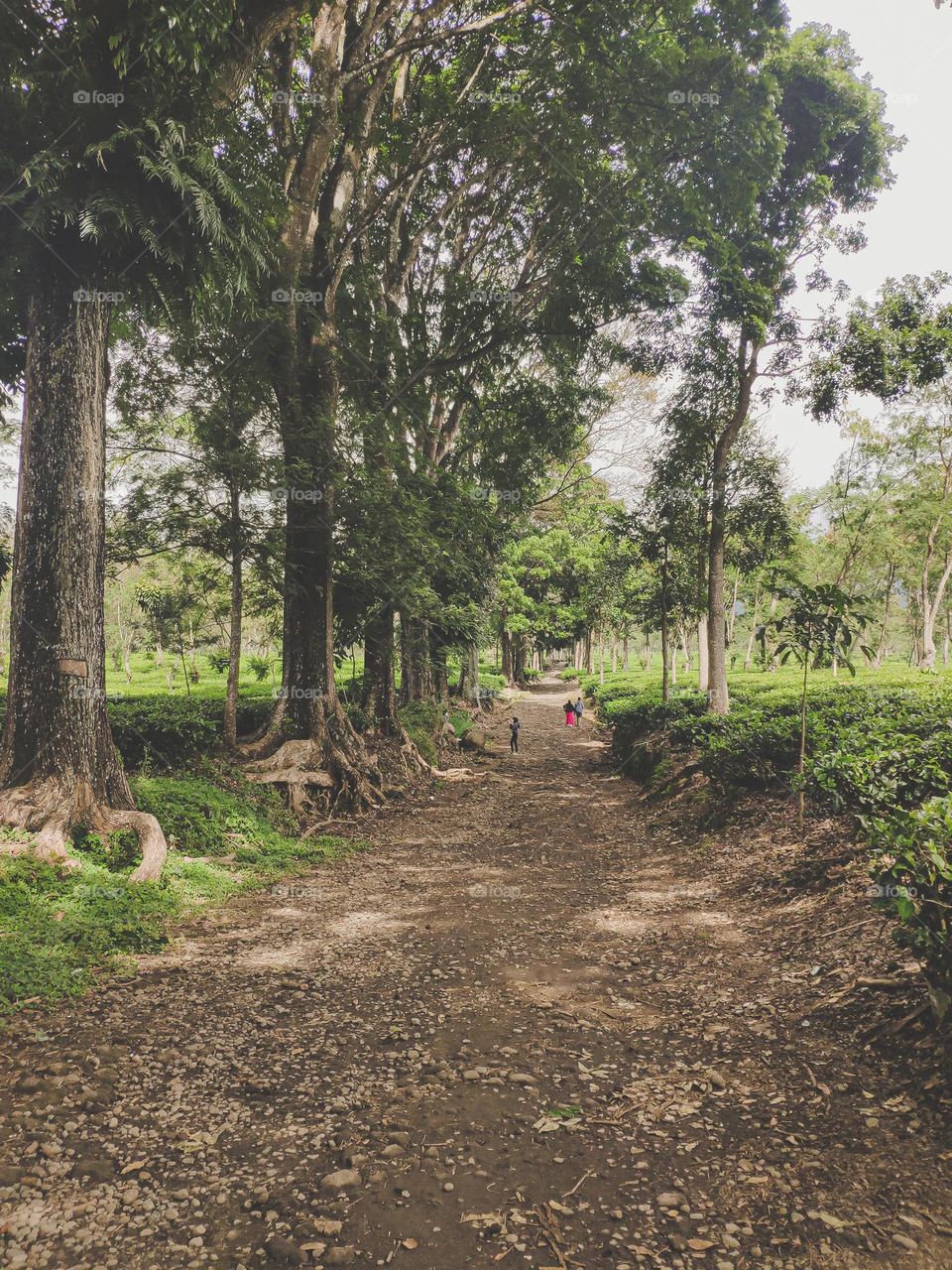 what a lovely tea plantation. breathtaking view and amazing place to stay.