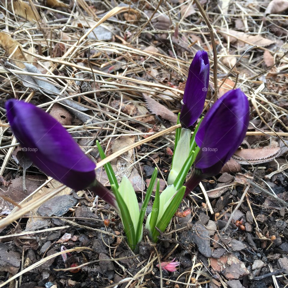 Crocus vernus/Vårkrokus