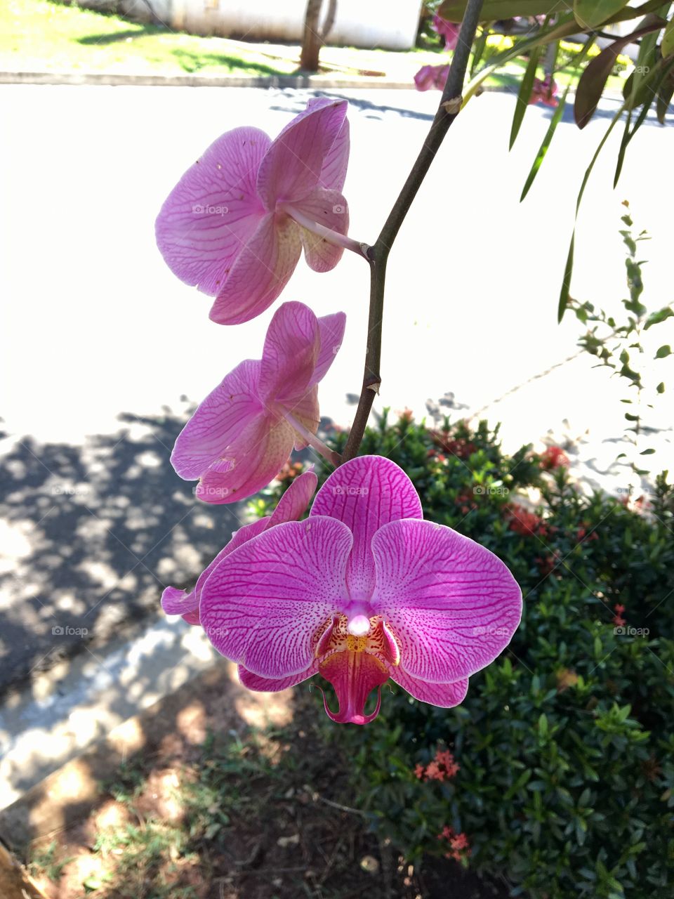 Orchid 🌸