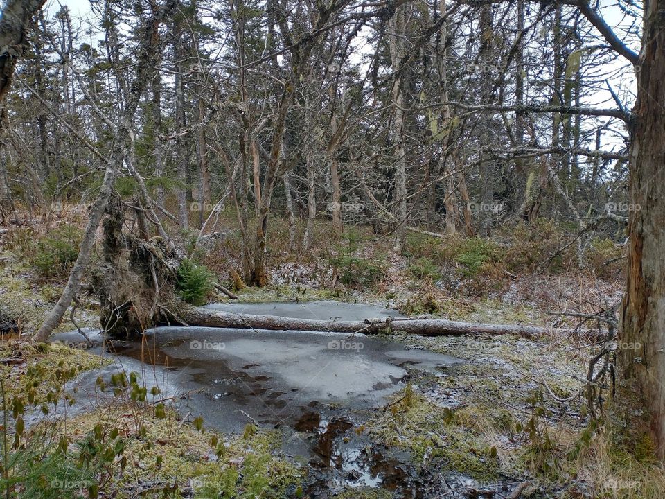 Frozen puddle in forest