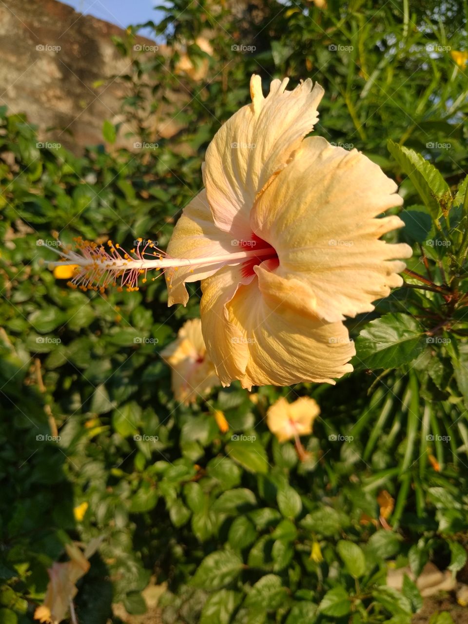 Hibiscus flower with green leaf