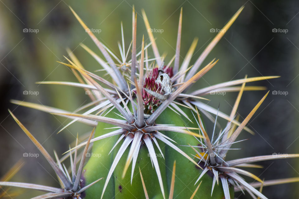 Cactus spines